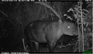tapir6